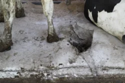 Cost Comparison: Flat Cow Mats vs. DCC Waterbeds