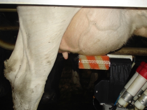 02 Clean Udder 2.jpg