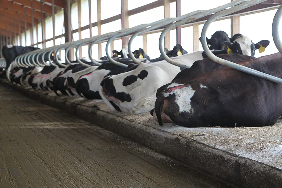 Consistent Cow Comfort for Your Dairy Cows — DCC Waterbeds
