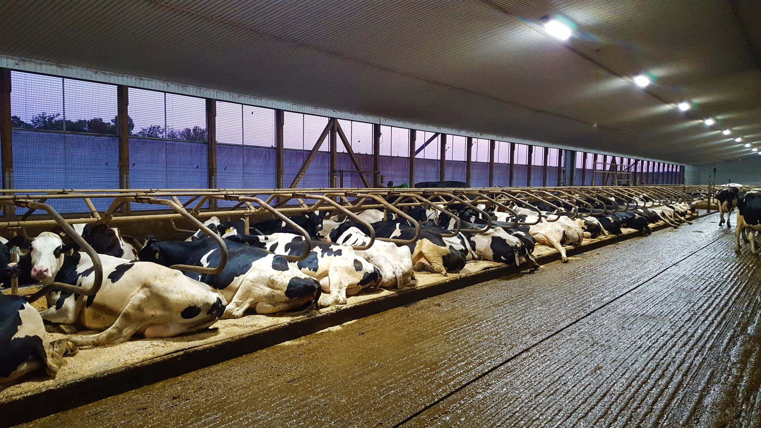 cow mattress — Full Product Line — DCC Waterbeds for Cow Comfort