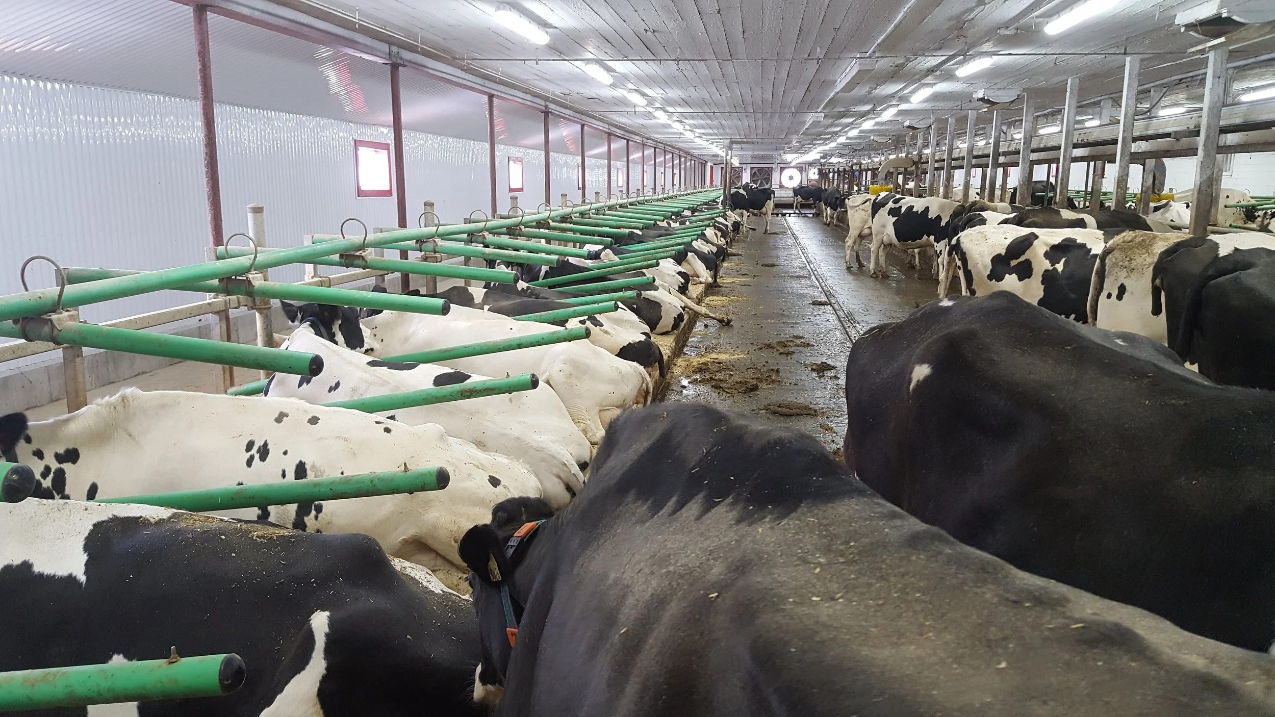 Photos & Videos of dairy cow bedding — DCC Waterbeds