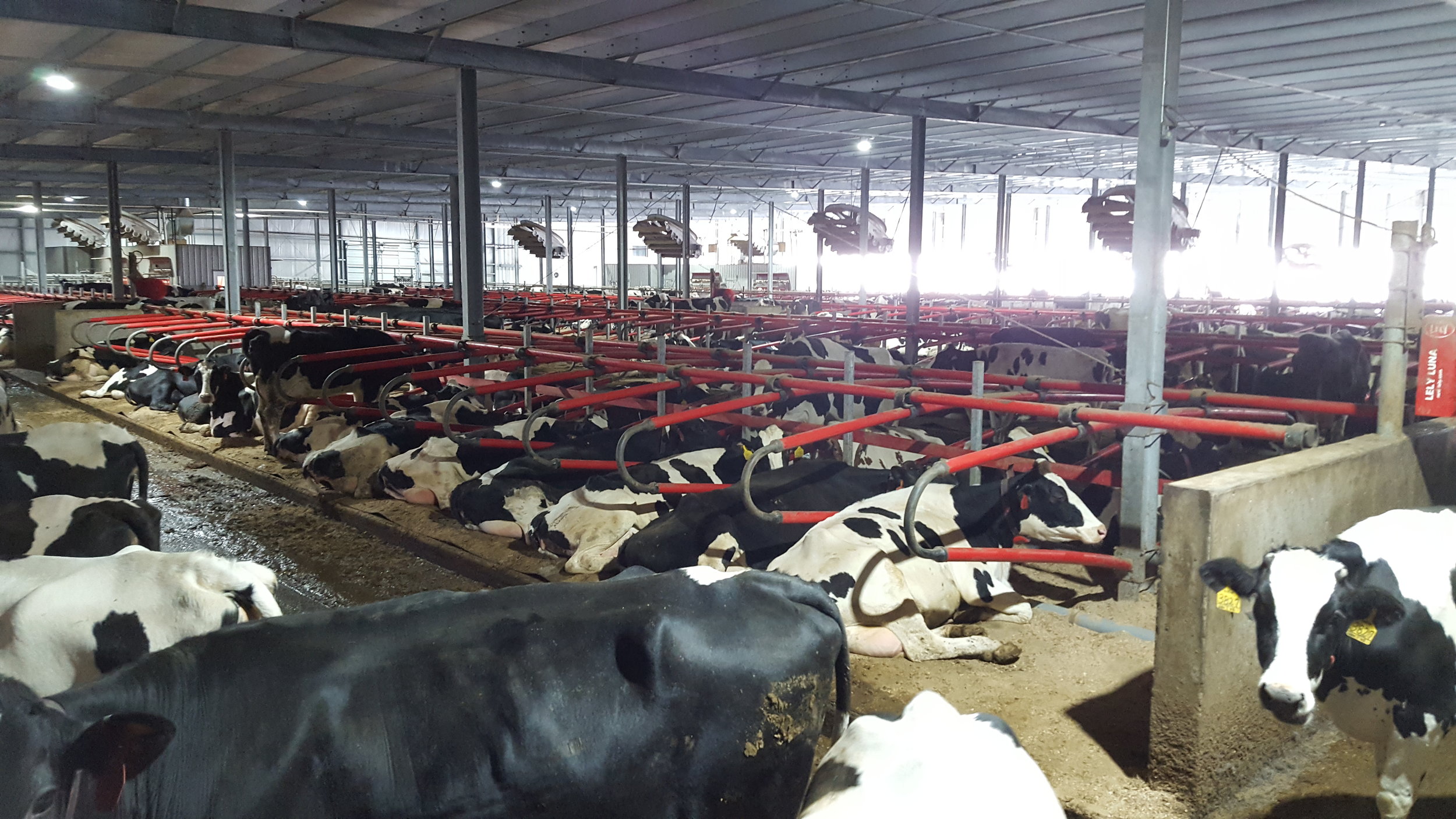 Photos & Videos of dairy cow bedding — DCC Waterbeds