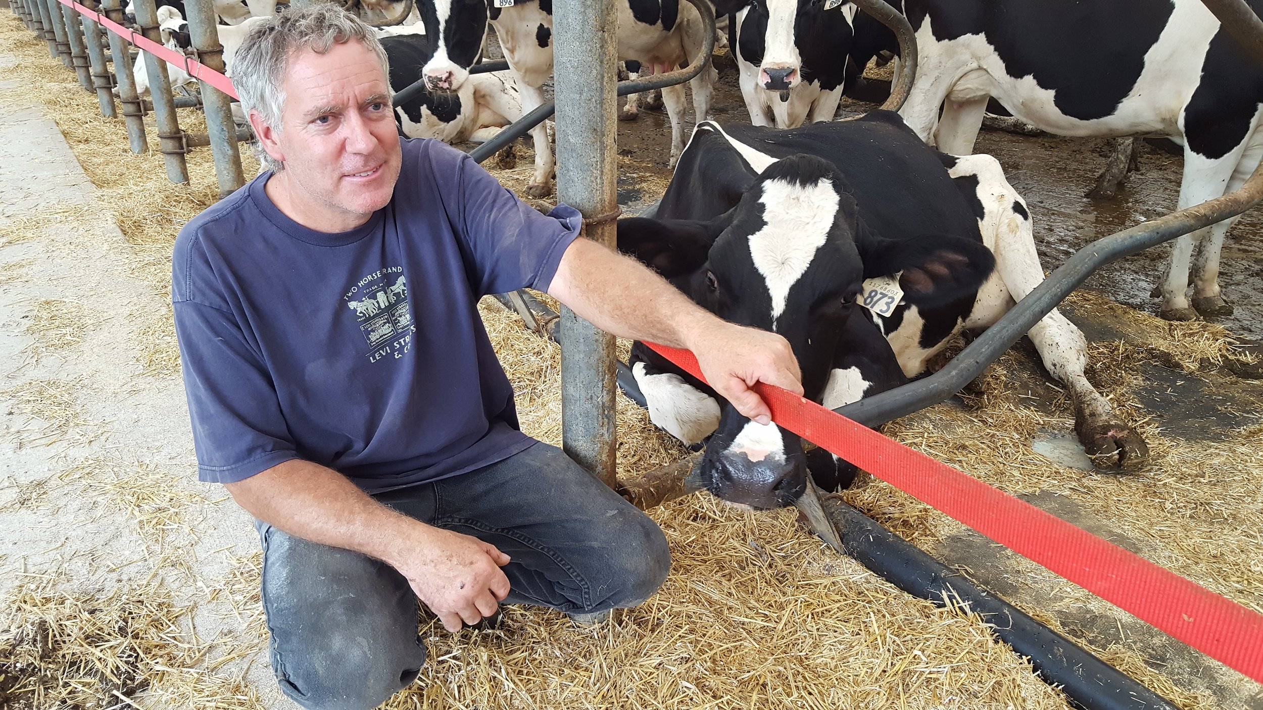 Photos & Videos of dairy cow bedding — DCC Waterbeds