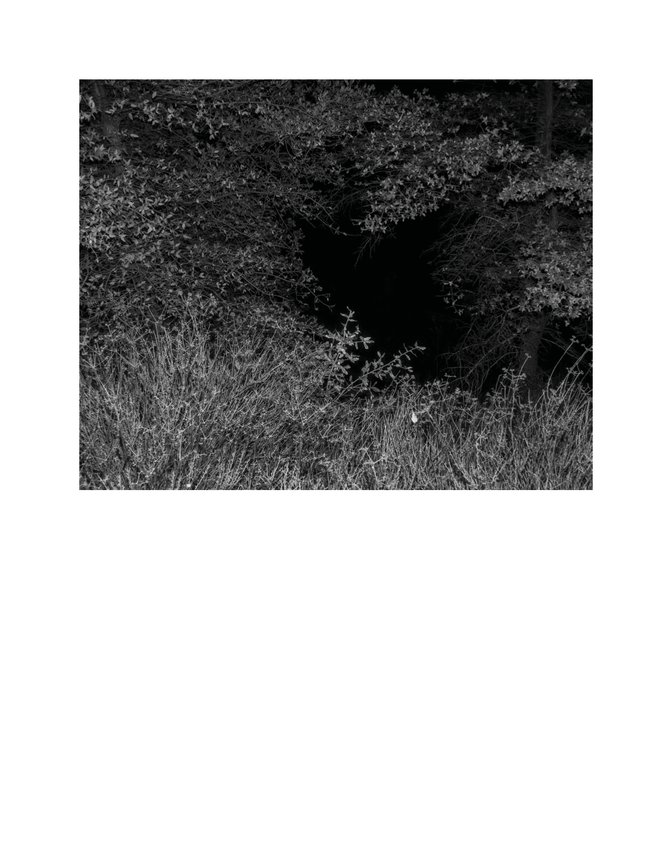 Beau-02.png