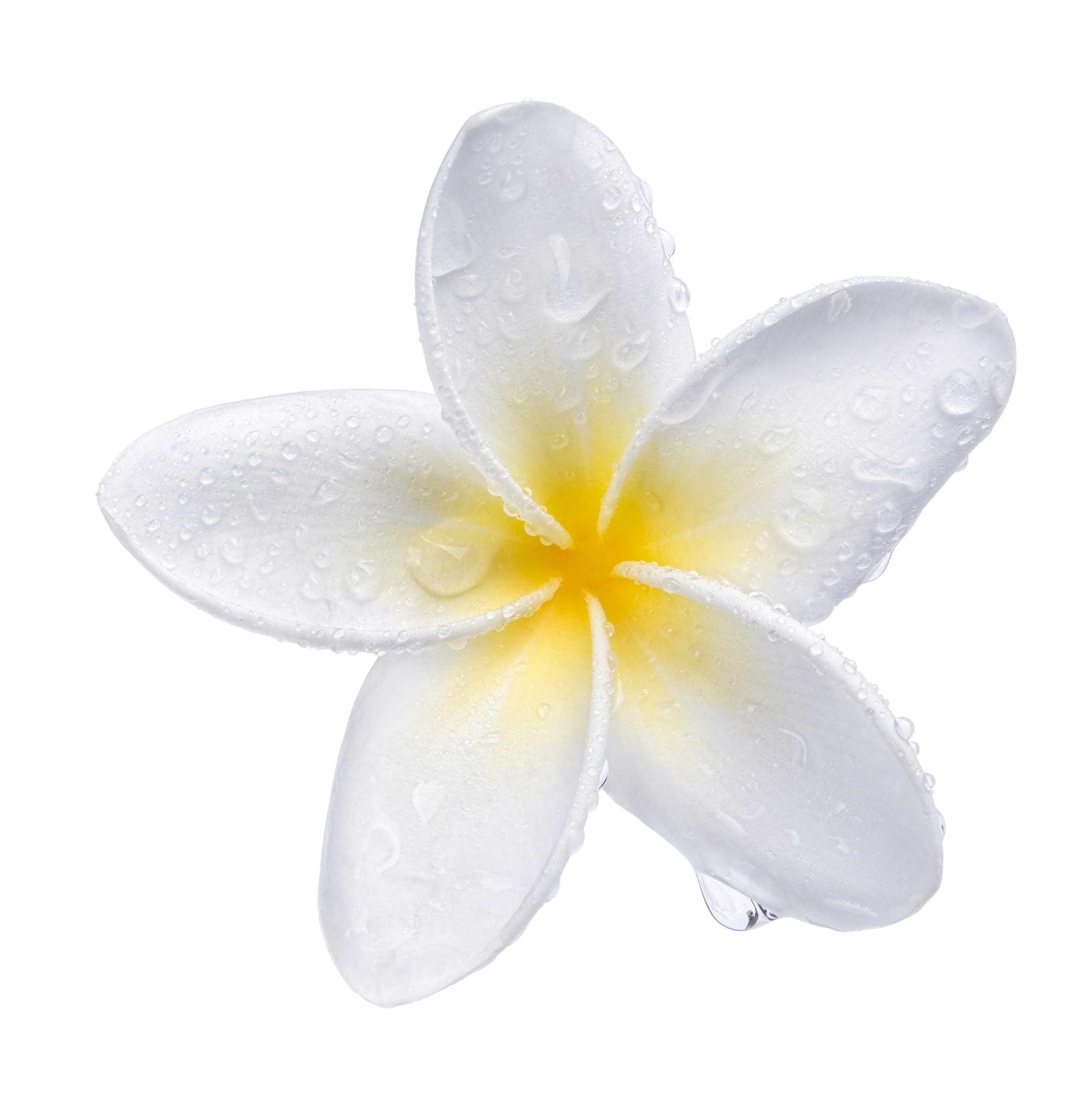 Pacific Cultural Navigator AdobeStock_68747146.jpg