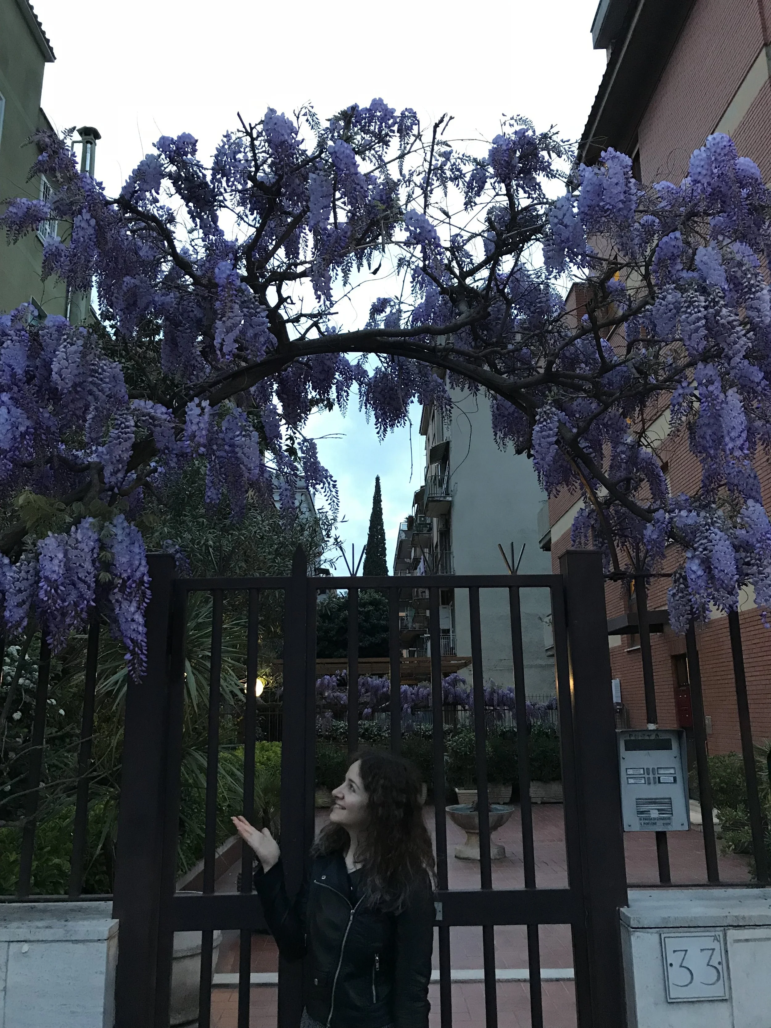 Wisteria flowers are in bloom here for a week! So magical.