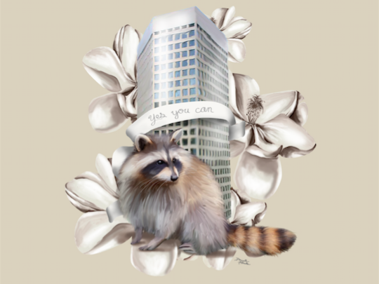 MPRraccoonStPaul.png