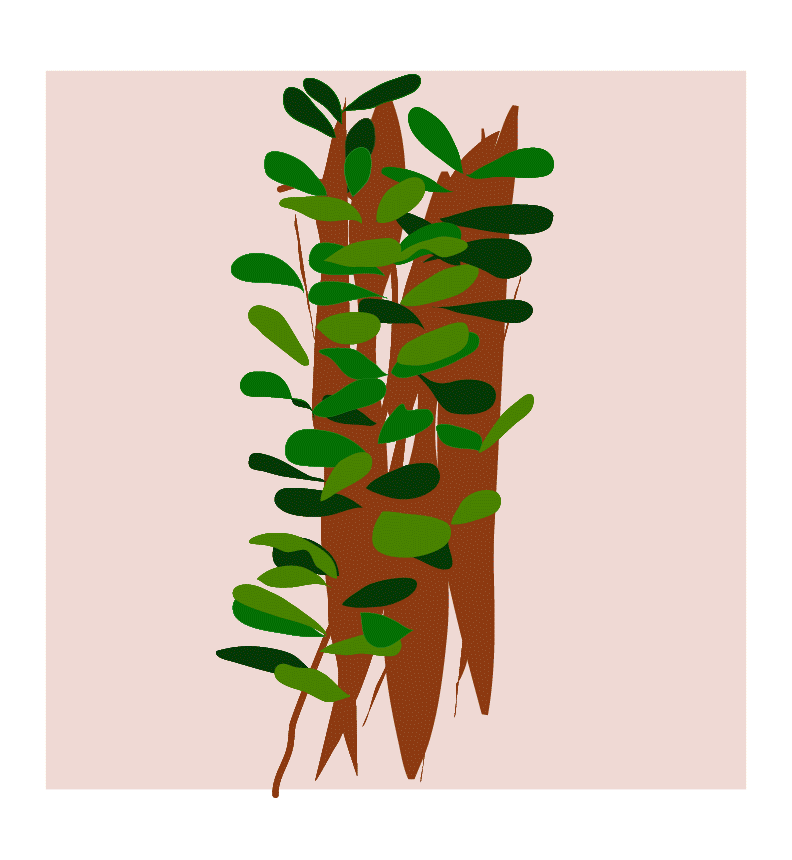 Pareidolia in flowers