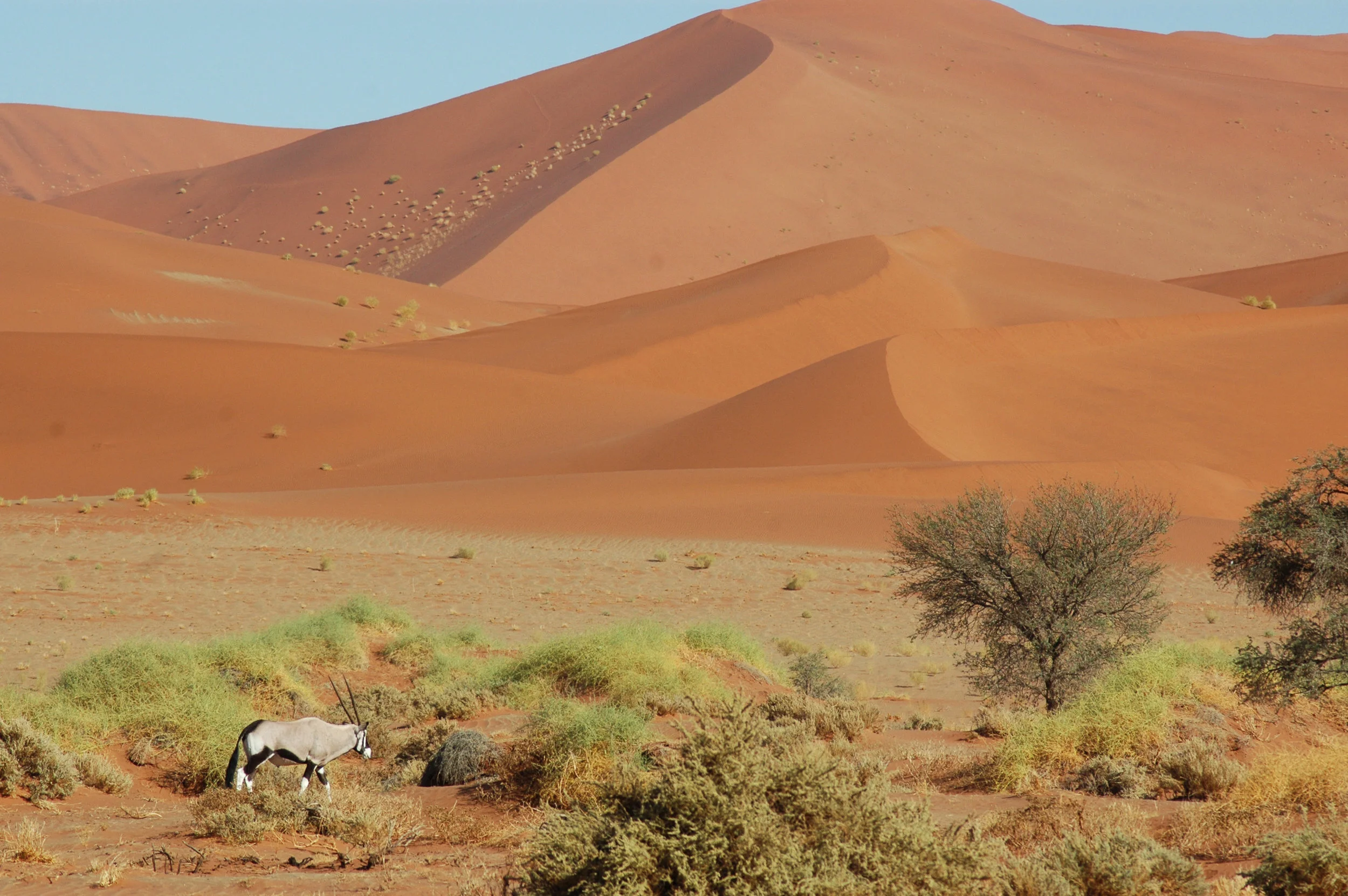 Gembock in Namibia