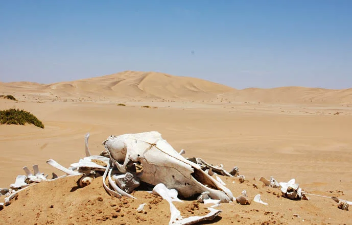 Bones - Namibia