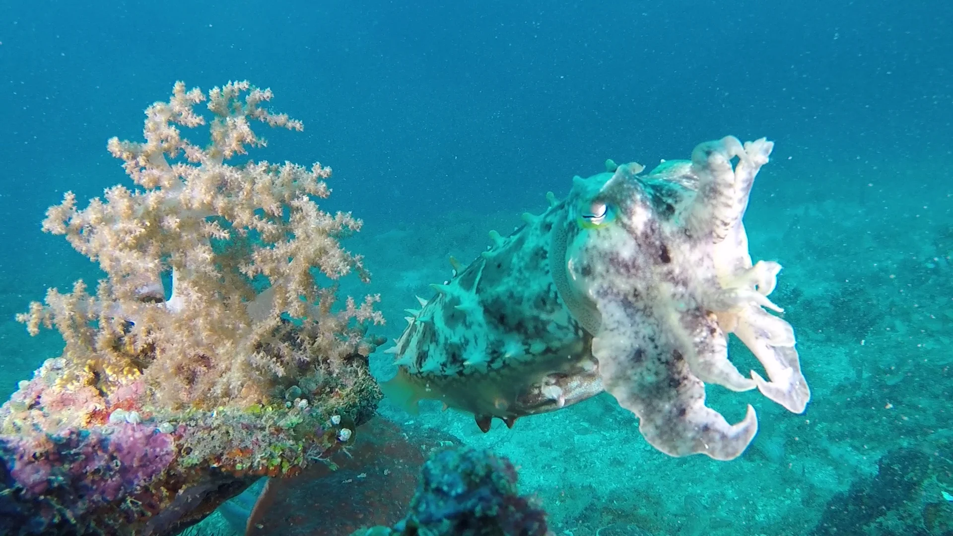 Cuttlefish - Raja Ampat
