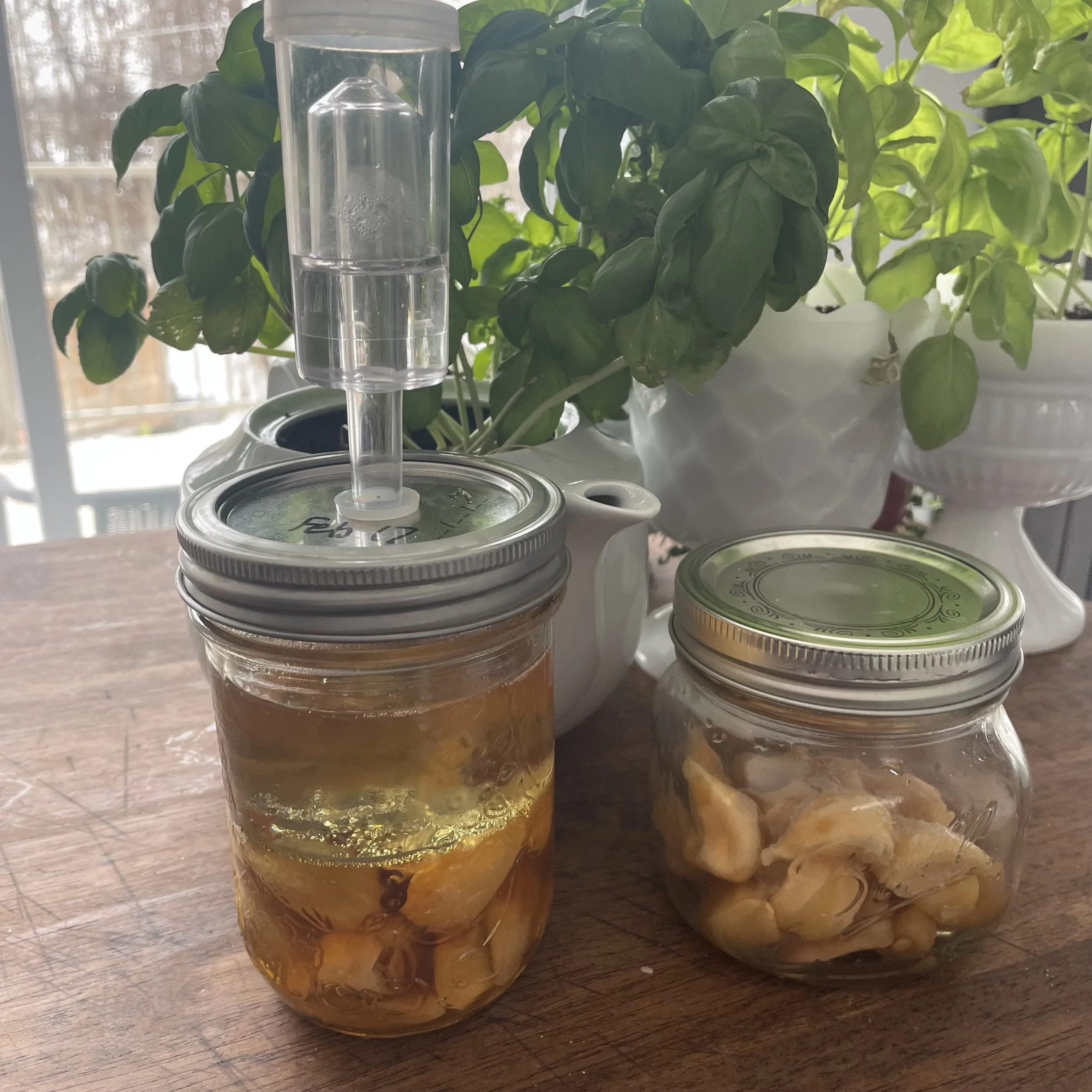 Fermented Garlic in Honey -A Simple, Traditional Remedy Made the Right Way