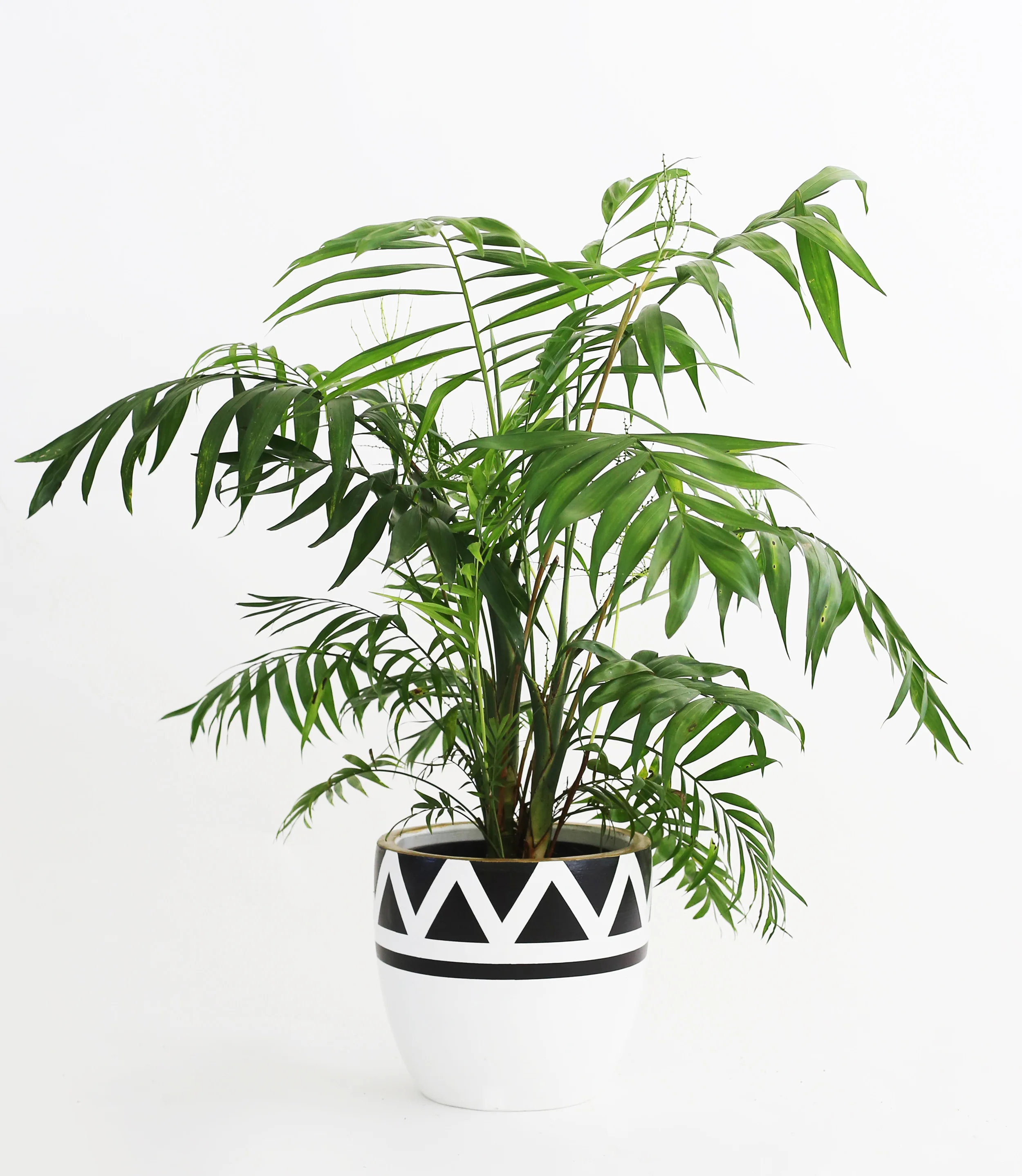 Aztec palm copy.jpg