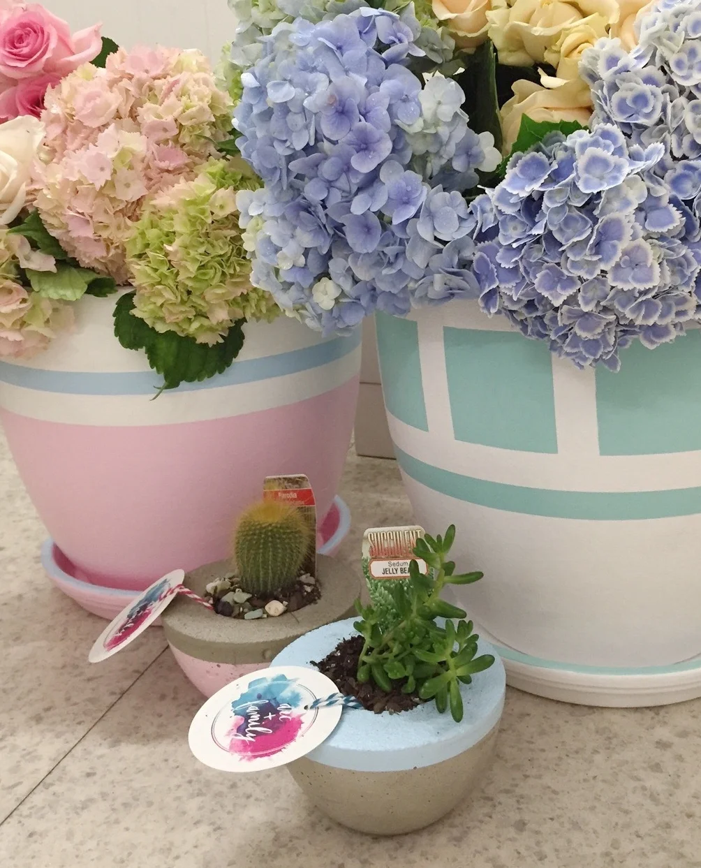 Concrete pots, Pink Venus and mint Square eyes with matching trays at stockist Alba Roses.jpg