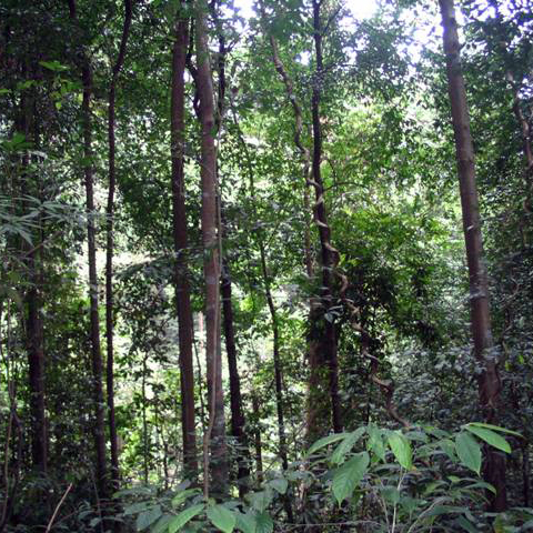 Tropical rainforest in the Bukit Timah Nature Reserve, Singapore, by Kat555 / Creative Commons / Wikimedia Commons