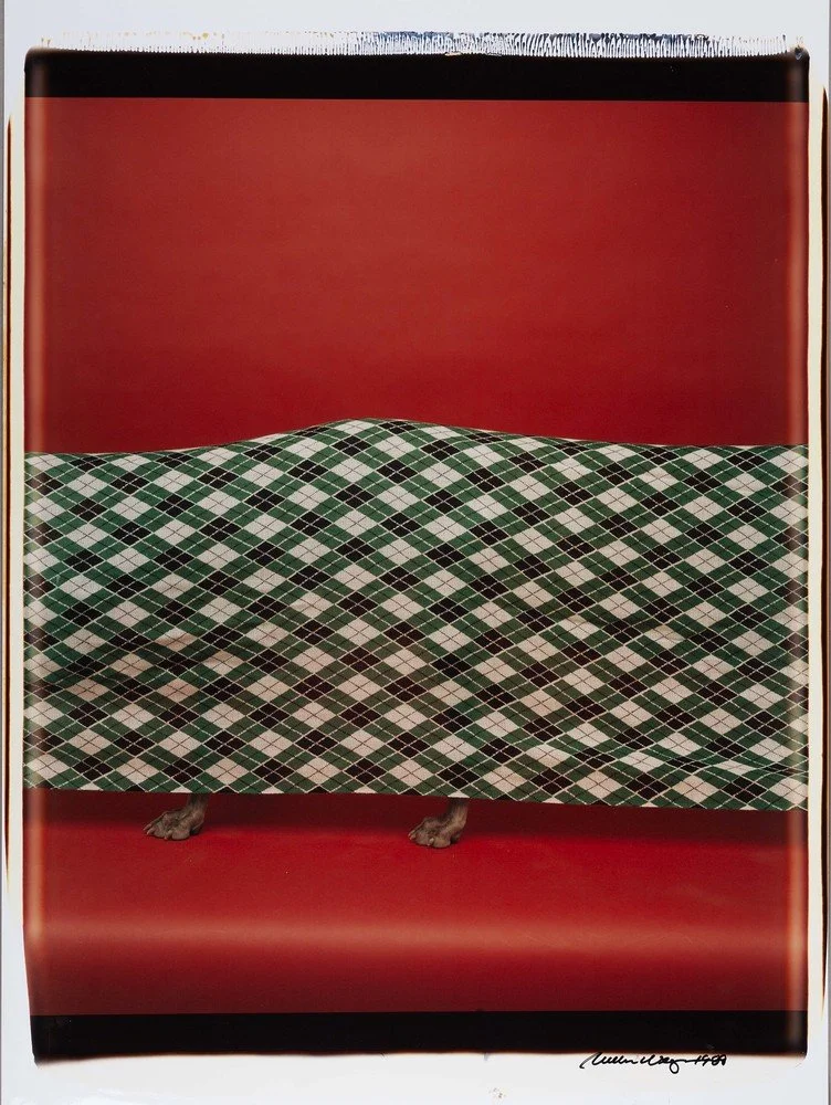 William Wegman