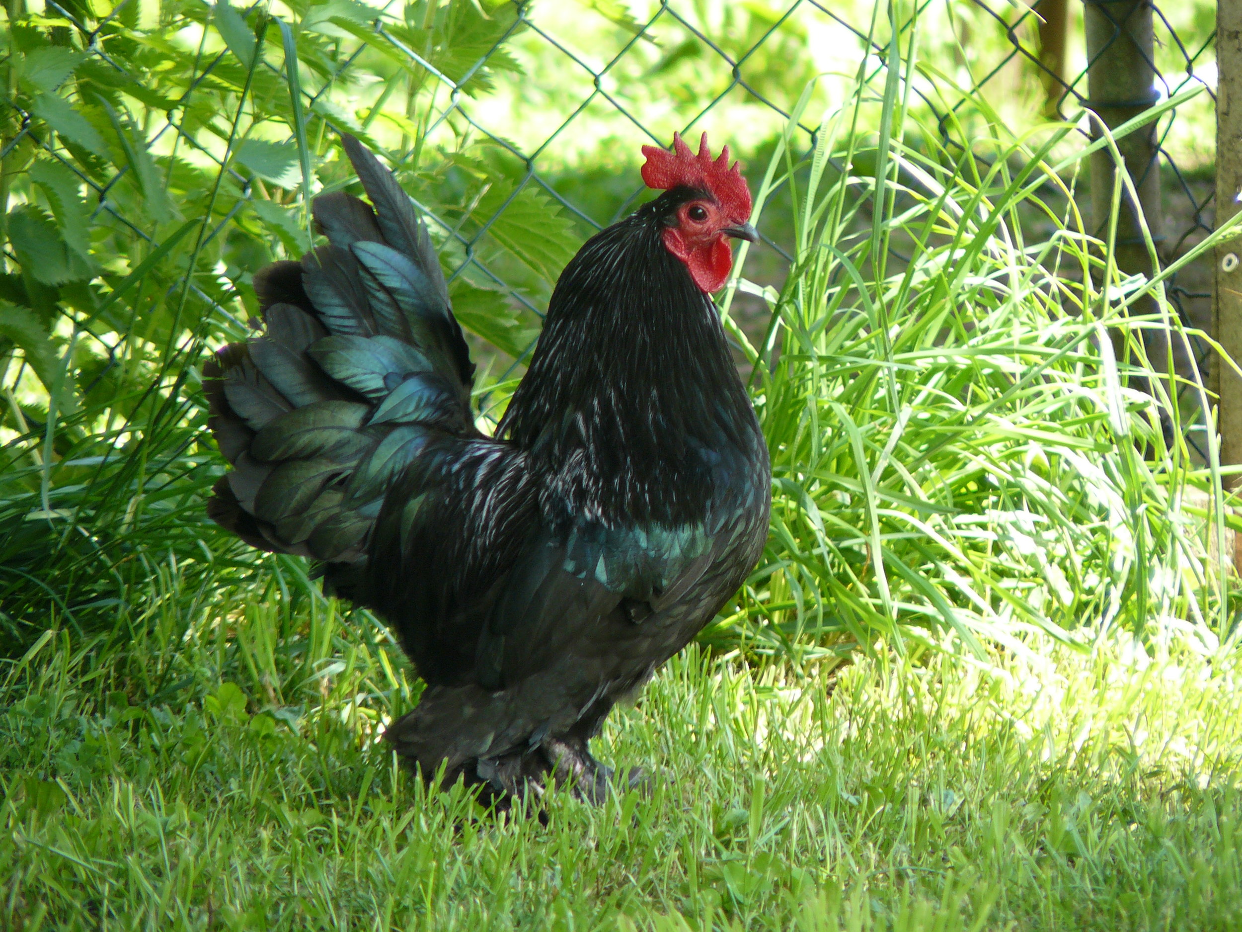 Federfüßiger Hahn, schwarz