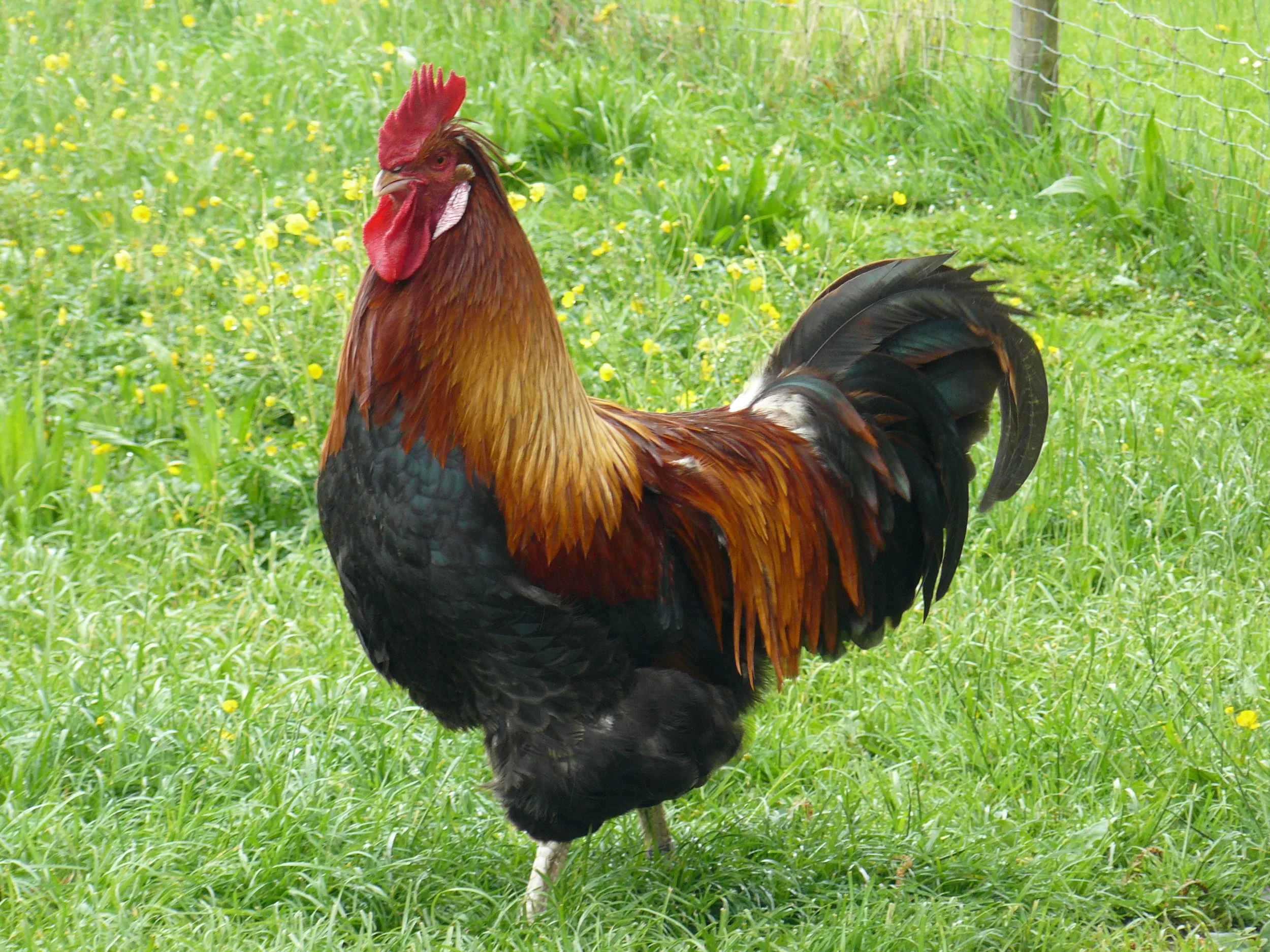 Sulmtaler Hahn.JPG