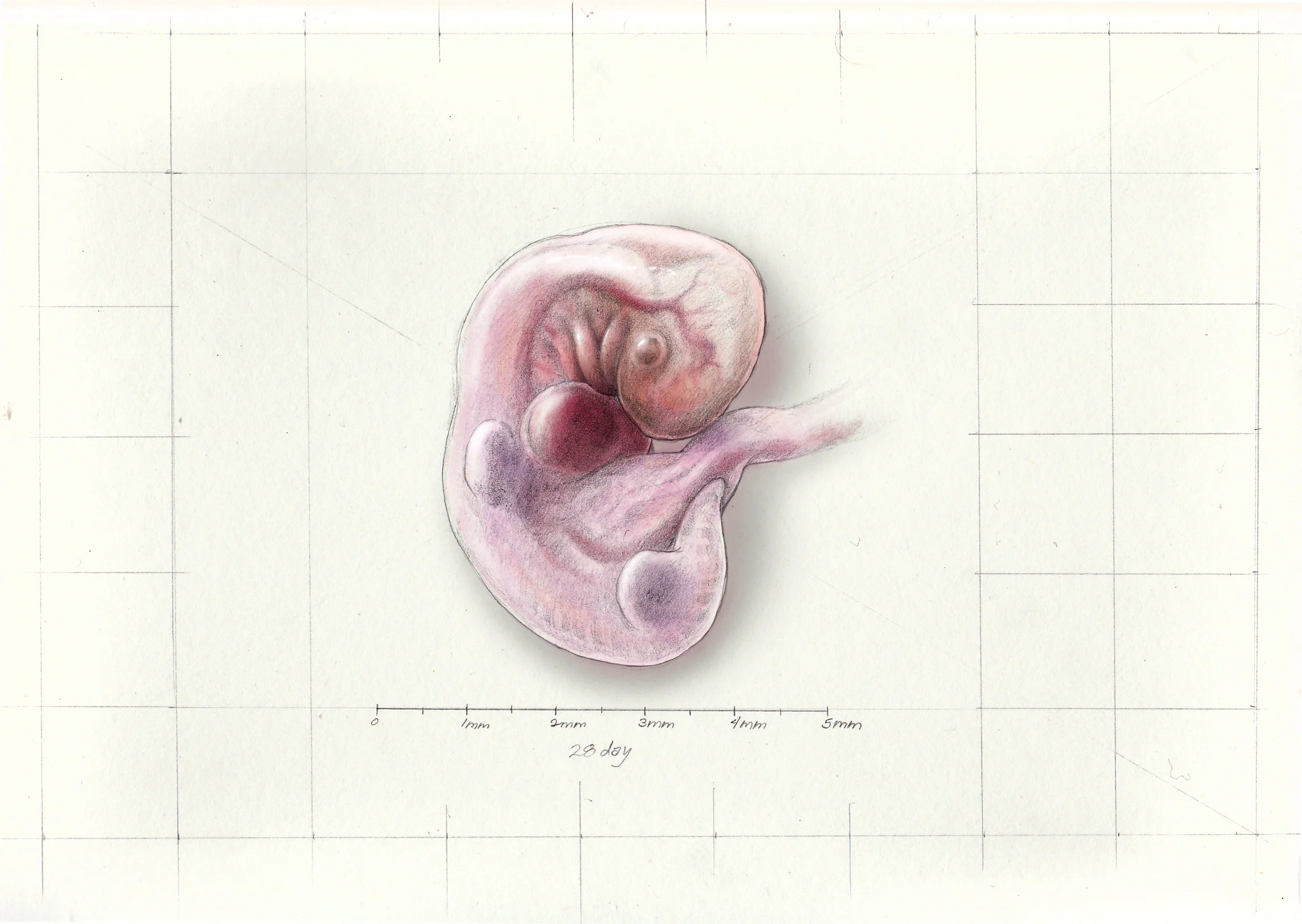 32 day developing embryo sketch