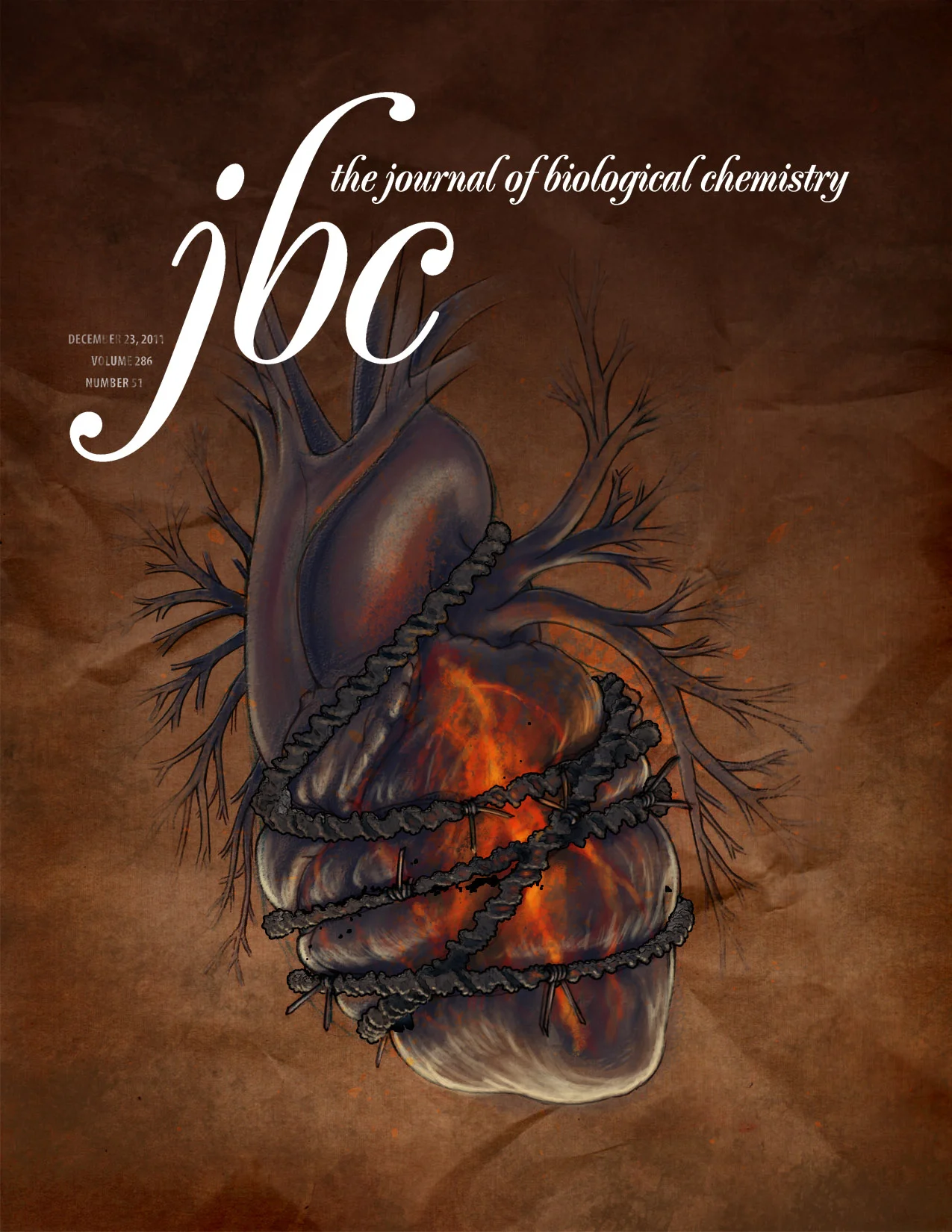 doxorubicin heart3.jpg