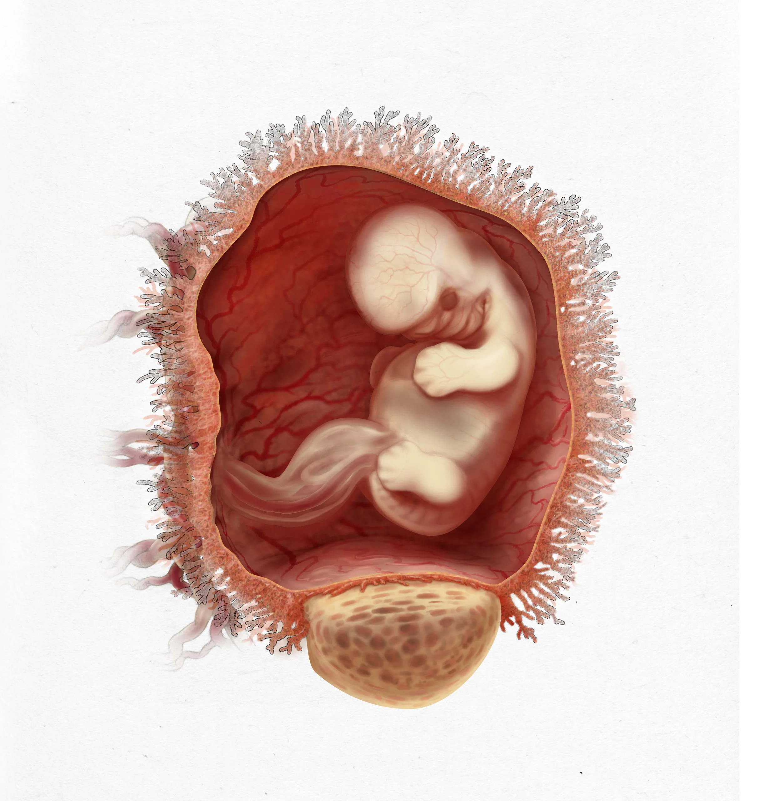 46 Day Embryo