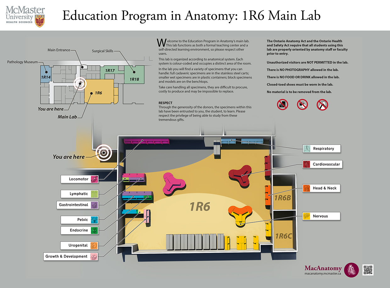 The Anatomy facilities at McMaster University are used by more than 2300 students per year and 10 different user groups. A decade ago students barely came through the door, now they study and do group work in the lab even if they're not working on anatomy. That's a win. This map was developed for the entrance to the lab, which is spread across several rooms. Each anatomical section was colour-coded and had a unique icon created specifically for it. In addition, scanning the QR code brought up a lab search function so that students looking for certain pathology specimens could easily locate them.