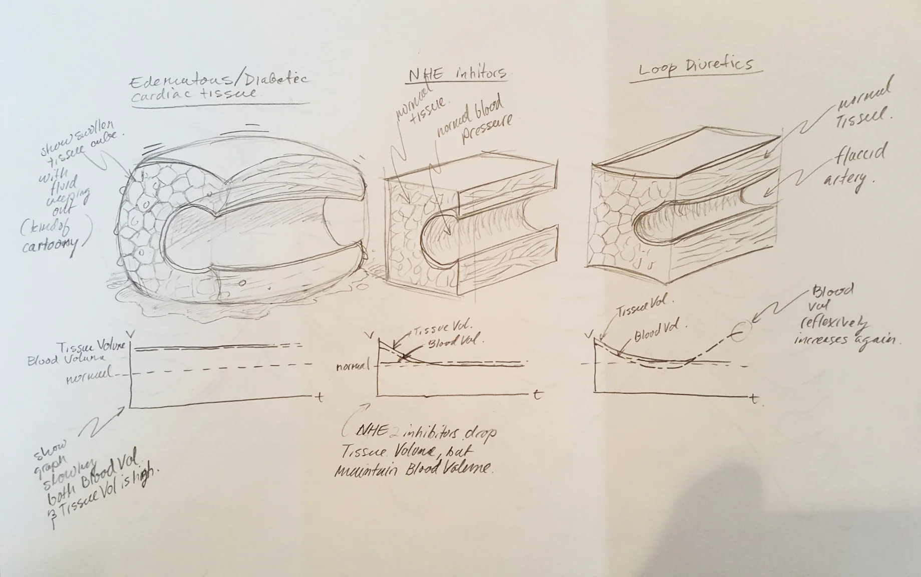 The second sketch of the second image shows the effects of NHE inhibitors on tissue fluid volume and blood volume when compared with standard loop diuretics. The image at furthest left shows the tissue during heart failure. The problem: how to do yo…
