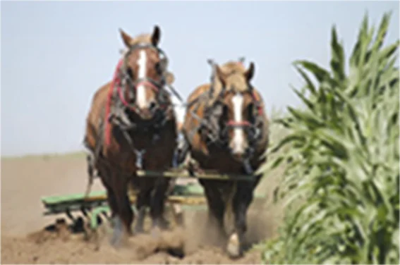 horsepower-thumbnail.jpg