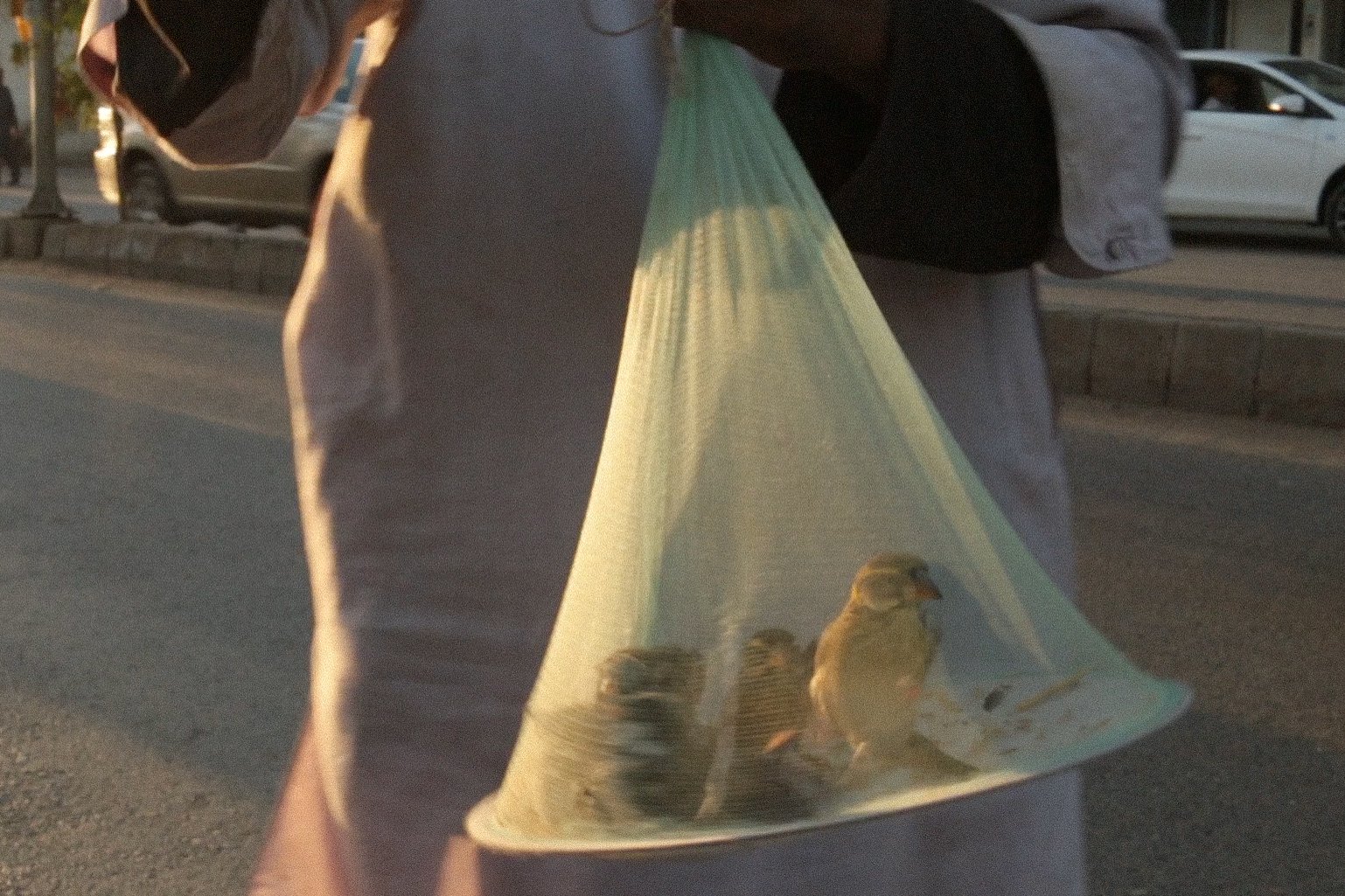 8 to set a bird free - still (11).jpg