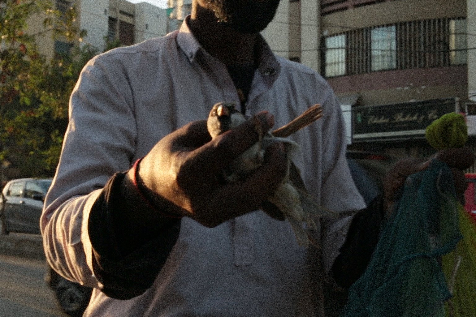 8 to set a bird free - still (7).jpg