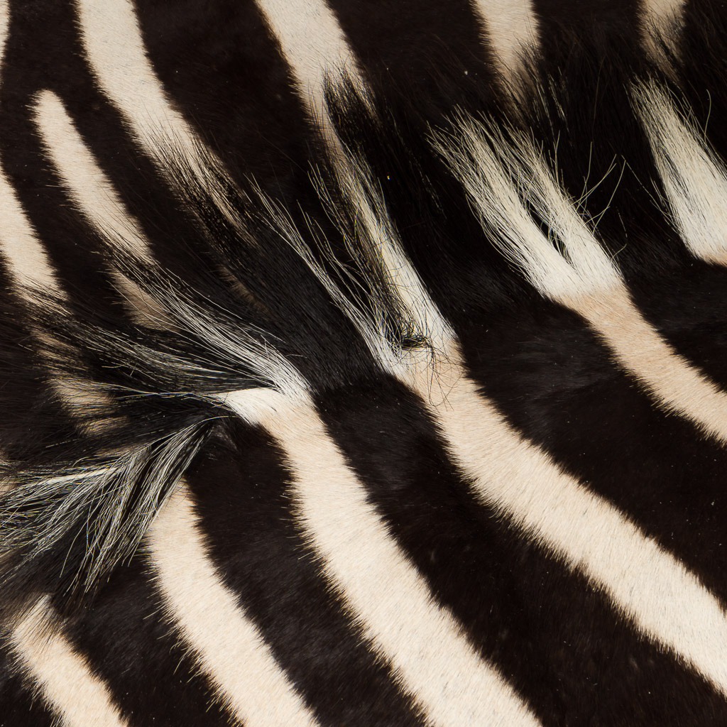 2016-01-11-taxidermy8_006-.jpg