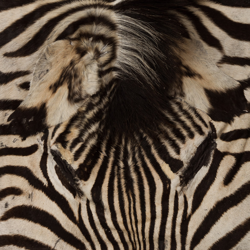 2016-01-11-taxidermy8_011-.jpg