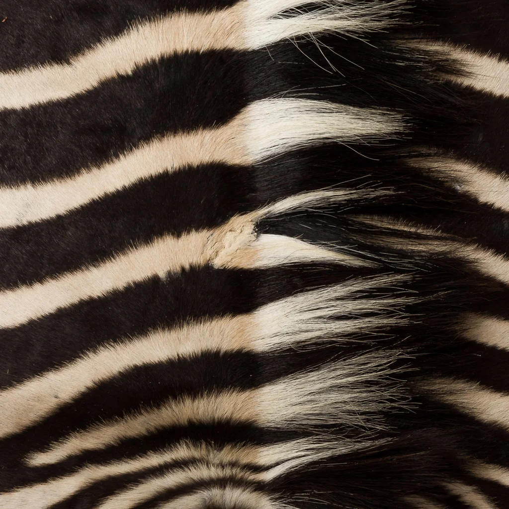 2016-01-11-taxidermy8_012-.jpg