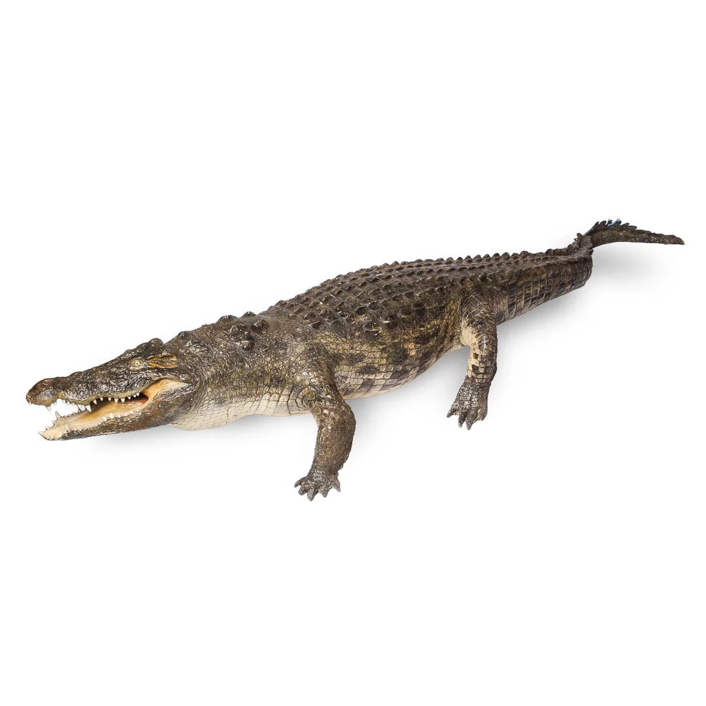 Rare and massive 330cm long taxidermy crocodile