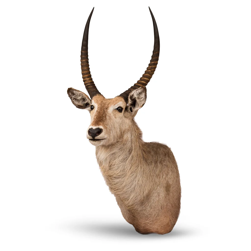Stunning wall mounted taxidermy study of a waterbuck
