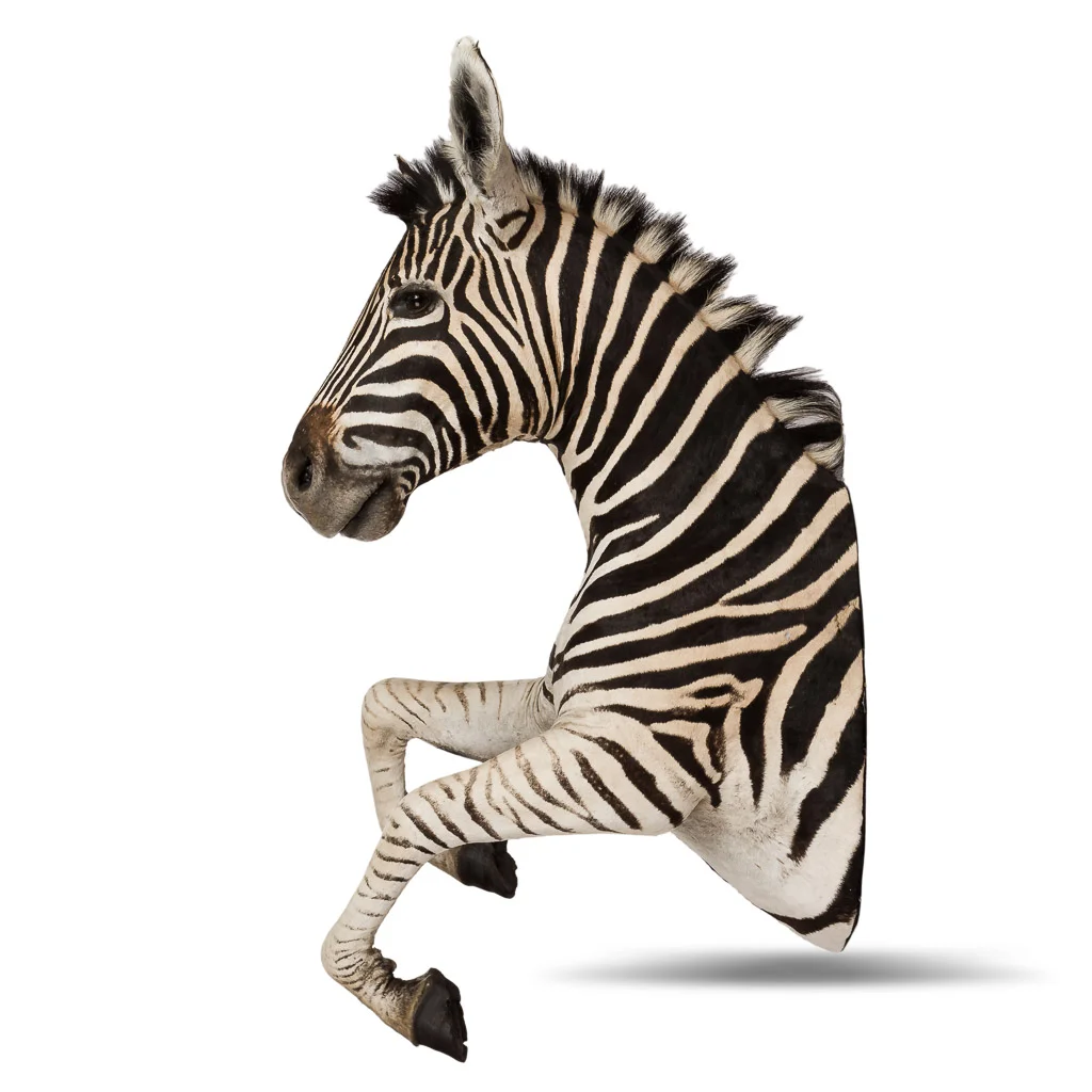 A large late 20th century rearing Burchell zebra taxidermy