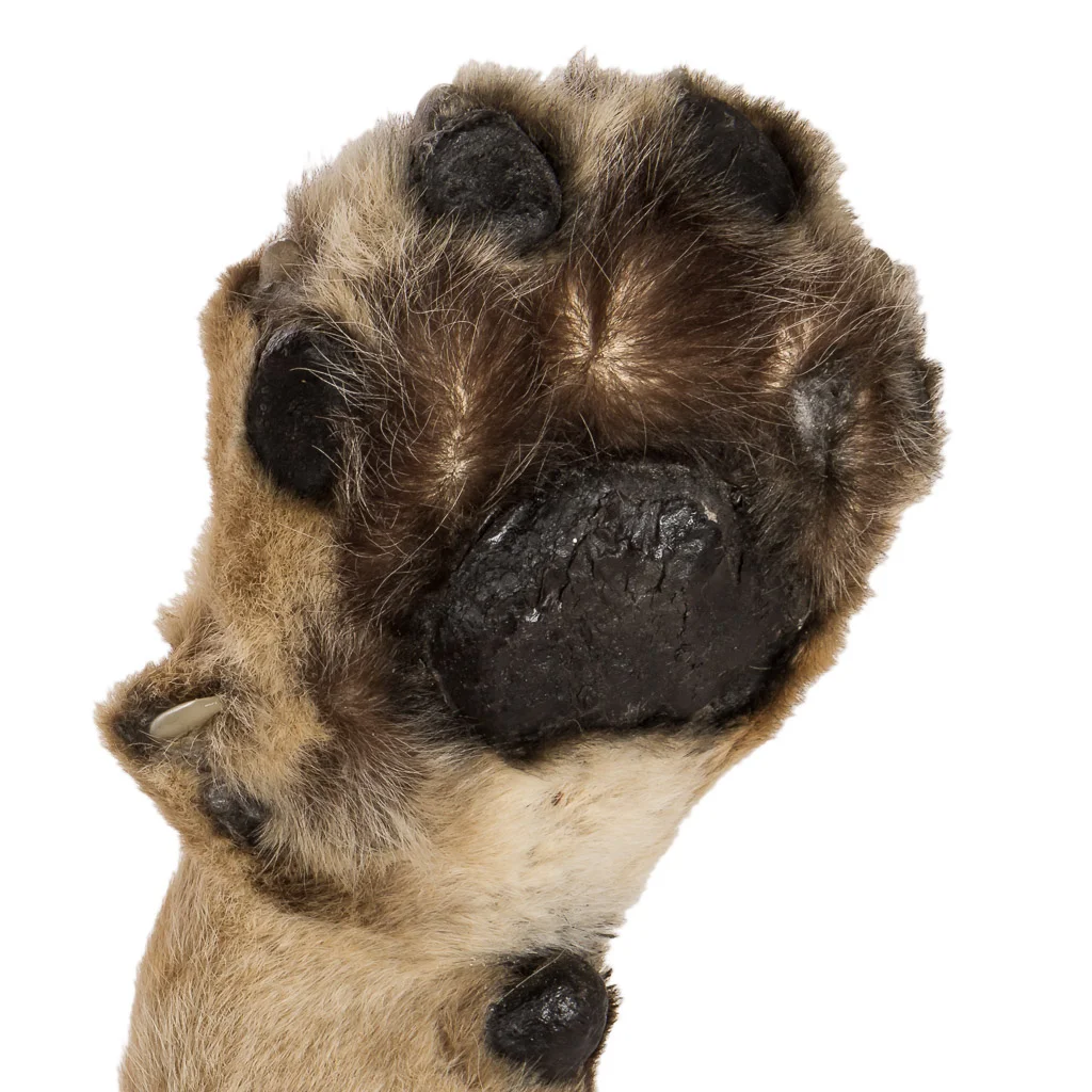 2016-01-11-taxidermy6_010-.jpg
