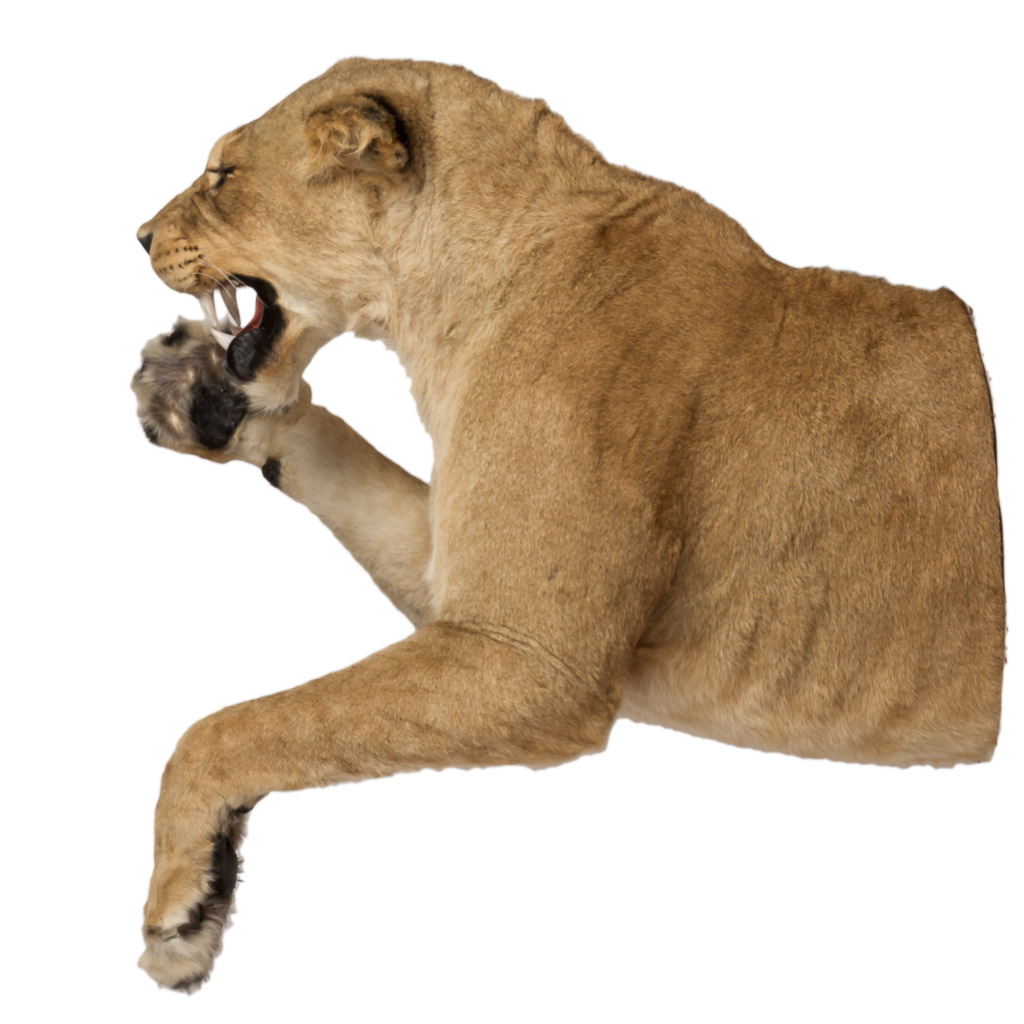 2016-01-11-taxidermy7_001-.jpg