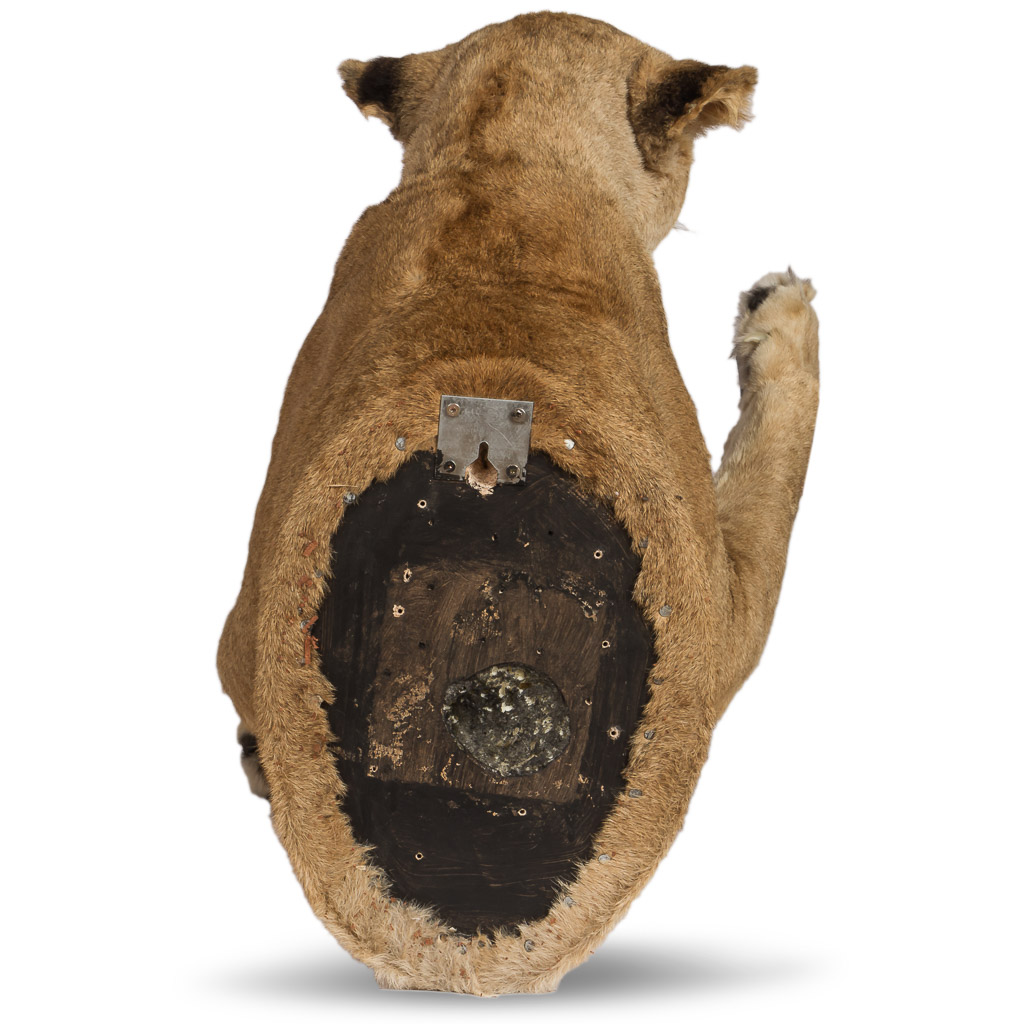 2016-01-11-taxidermy7_002-.jpg