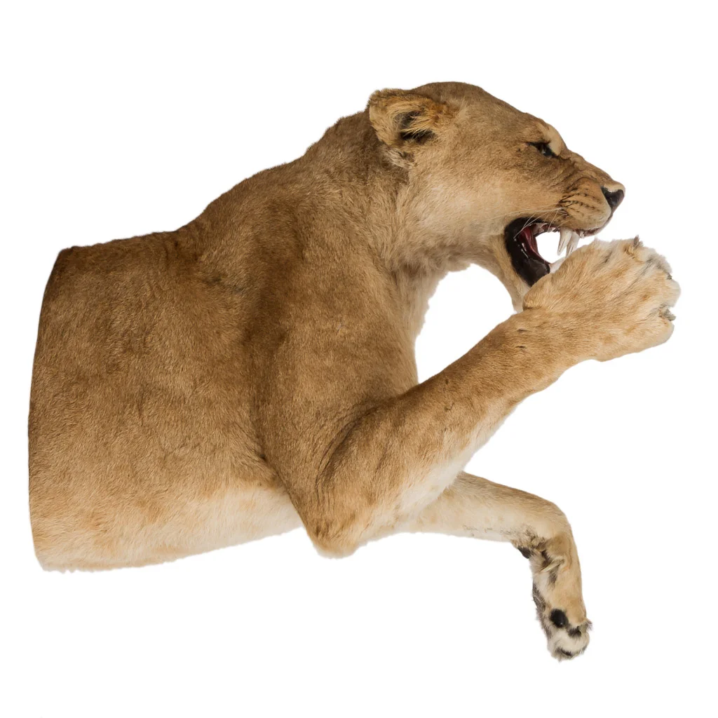 2016-01-11-taxidermy7_003-.jpg