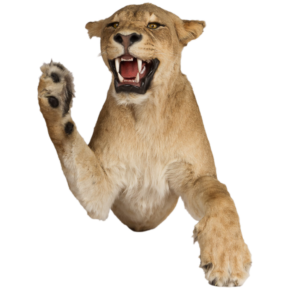 2016-01-11-taxidermy7_004-.jpg