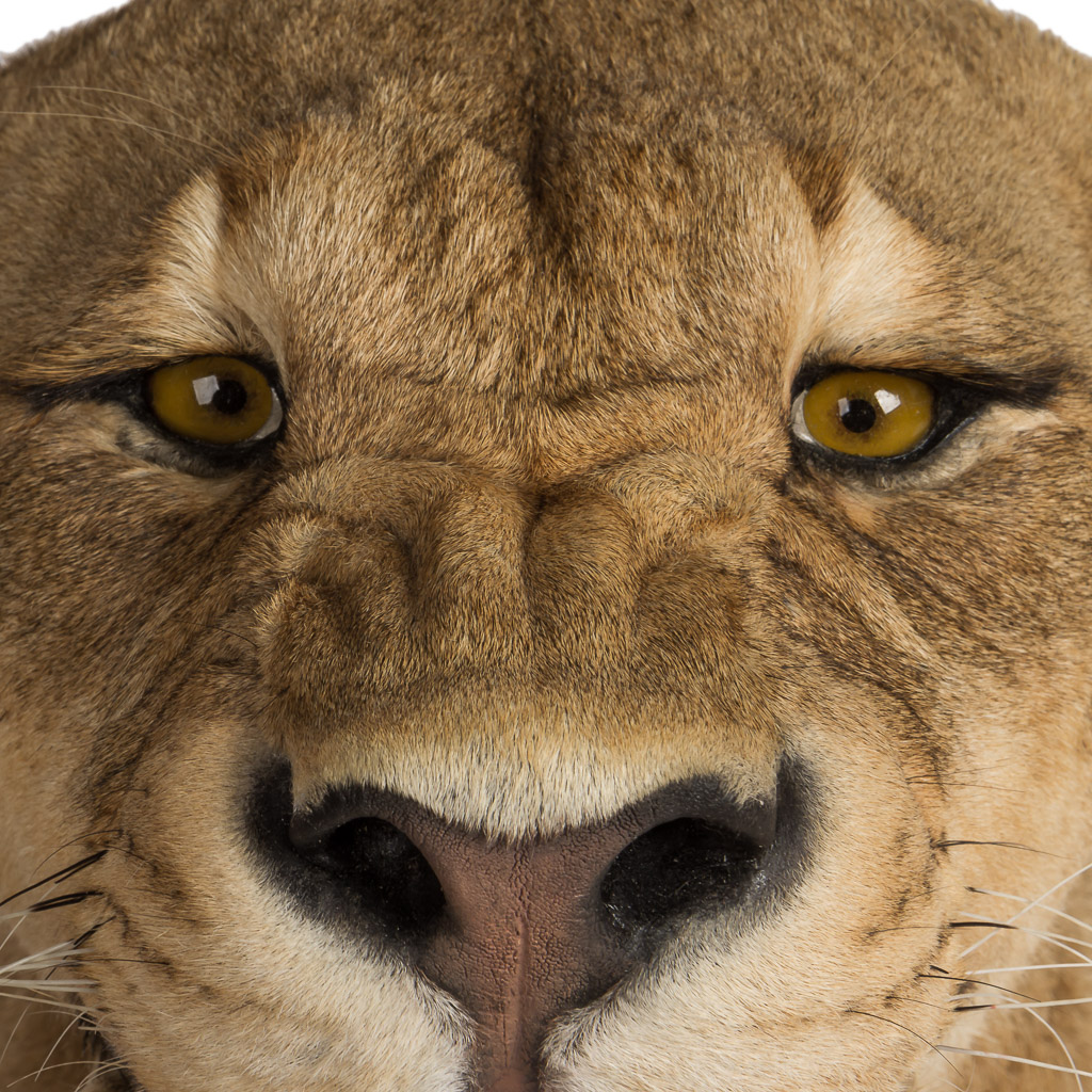 2016-01-11-taxidermy7_006-.jpg