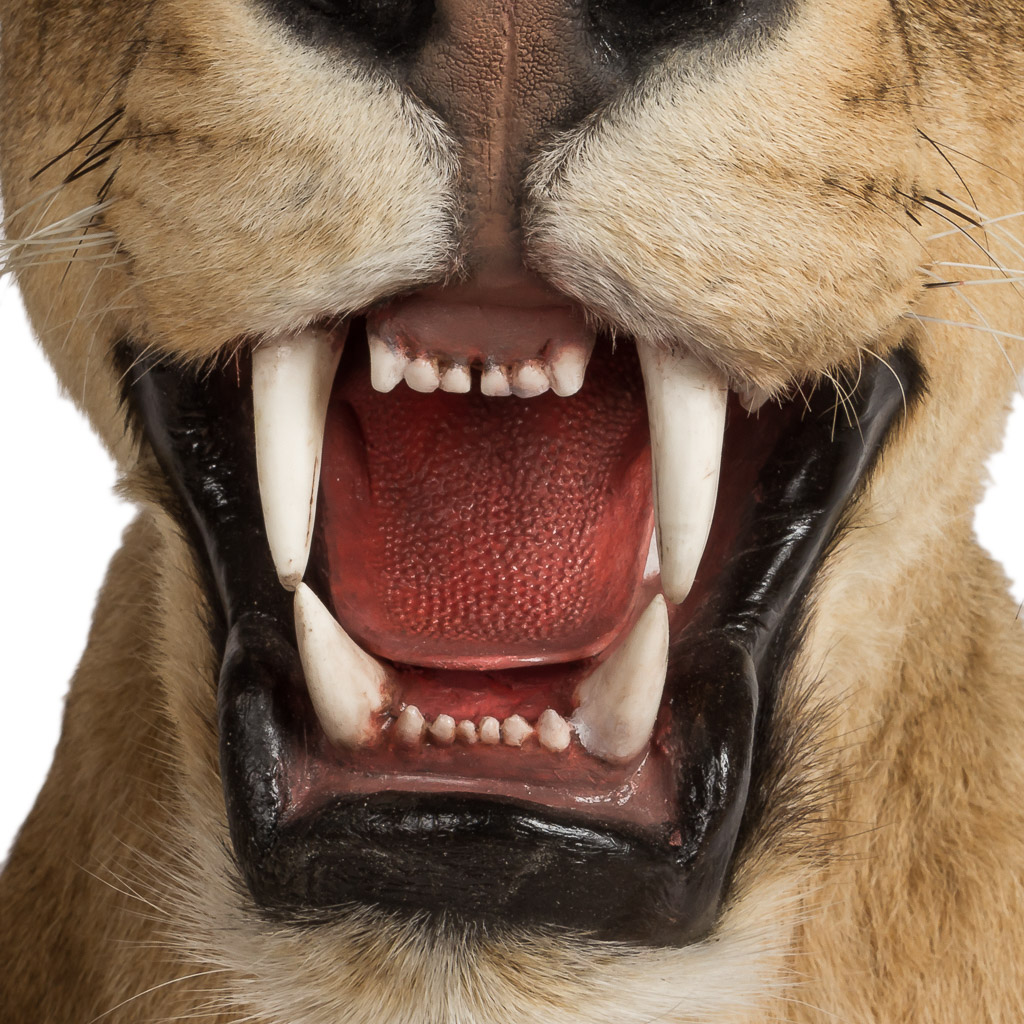 2016-01-11-taxidermy7_009-.jpg