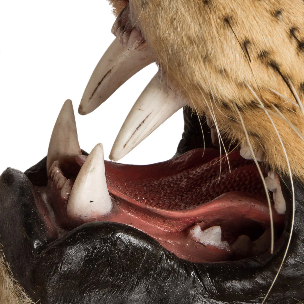 2016-01-11-taxidermy7_011-.jpg