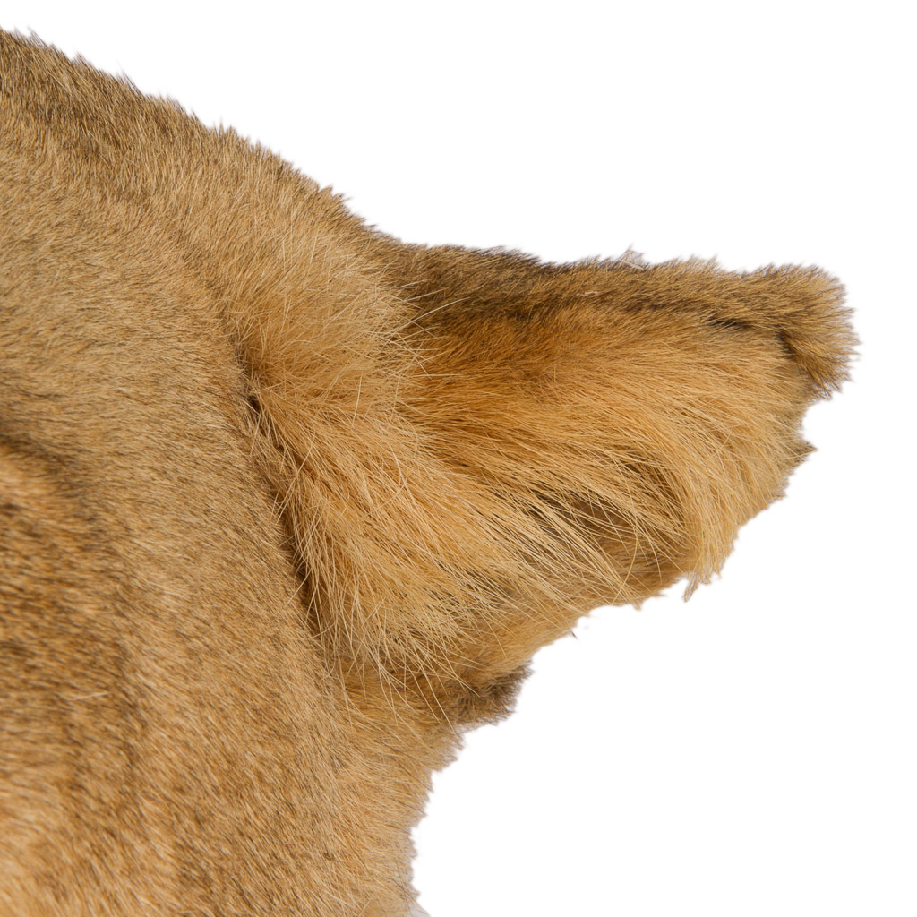2016-01-11-taxidermy7_012-.jpg