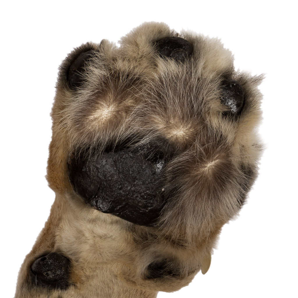 2016-01-11-taxidermy7_013-.jpg