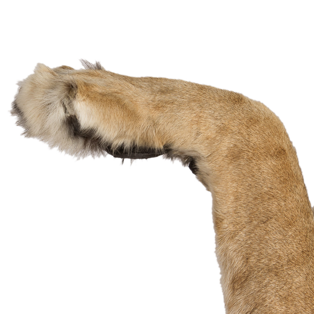 2016-01-11-taxidermy7_014-.jpg