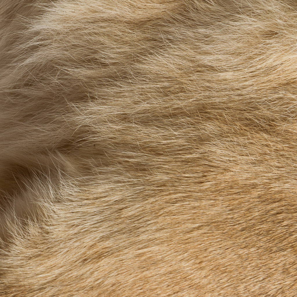 2016-01-11-taxidermy7_016-.jpg