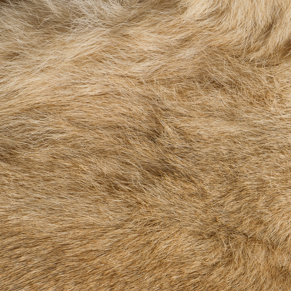 2016-01-11-taxidermy7_015-.jpg