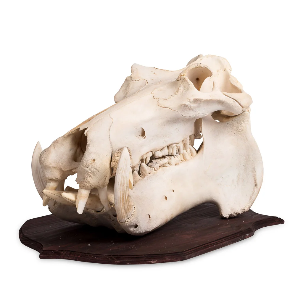 Beautiful late 20th century hippopotamus skull